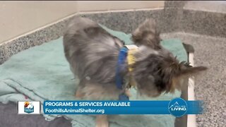 Foothills Animal Shelter // Programs & Services Available