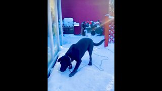 Super happy labrador puppy loving life and the snow