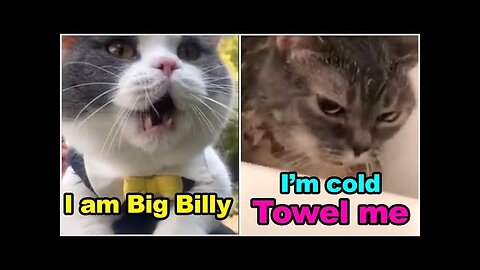 Cats talking Cute funny cats meowing compilation