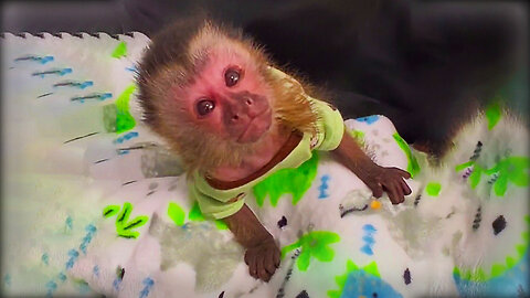 TikTok's Cutest Young Monkey Compilation🥺 V1