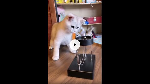 Funny Animal Video of cute Cat