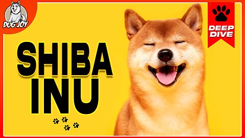 EVERYTHING You NEED To KNOW About The SHIBA INU
