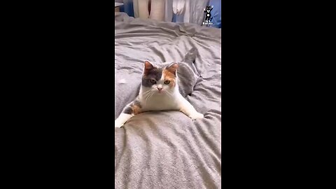 cat funny video