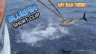 (63) 07/08/2021 - Short clip Bluefin tuna aboard the MV SAN DIEGO!