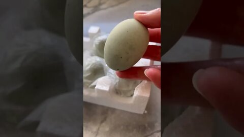 🥚 HOW Old is This Egg? 皮蛋 Century Egg Thousand Year Old Egg #shorts | Rack of Lam