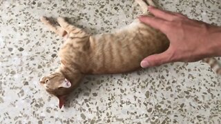 Cat vs Hand