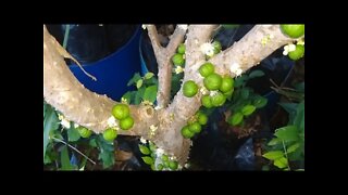 frutíferas produzindo em vaso jabuticaba graviola pinha sapoti goiaba roxa calabura cajá 26/03/2021