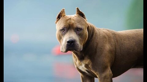 Top 5 Most Dangerous Dog Breeds!