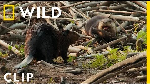 Beaver dad confronts a male otter | Voyageurs | America's National Parks