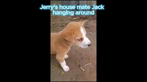 Jerry's housemate hanging around