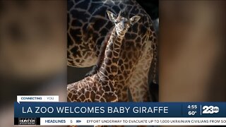 LA Zoo welcomes baby giraffe