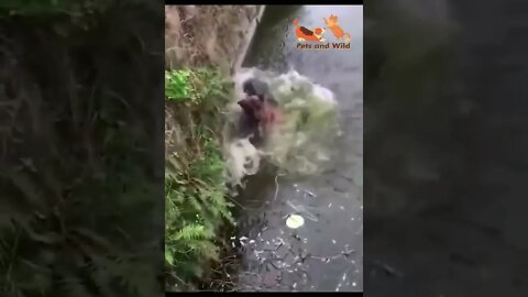 sleeping dog fell into the lake water very funny moments #dogssleep #dogsfunnyvideo #Petsandwild