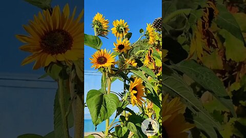 Soothing Sunflowers Happy Sunflowers Swaying in the Breeze 🌻 Relaxing Nature Short #sunflowers