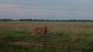 Lion's breath is visible in the air as he roars his dominance