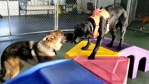 A game of Fetch at The Dog Club