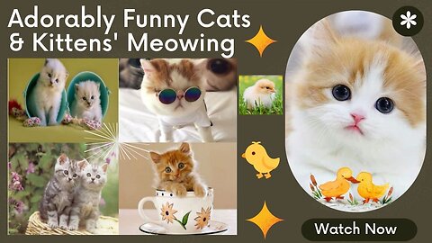 Laughing Out Loud: Adorable Cats, Kittens, Ducklings, and Chicks Compilation