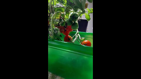 AeroGarden Harvest with Gourmet Herb Seed Pod Kit - Hydroponic Indoor Garden, White