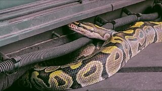 Firefighters remove python from truck in Fort Myers