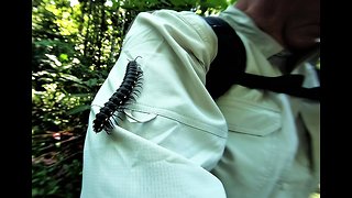 Tourists have close encounter with giant millipede in the Amazon