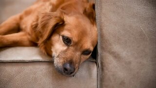 Dog Funny Dog Pet,Animal,Free HD Videos