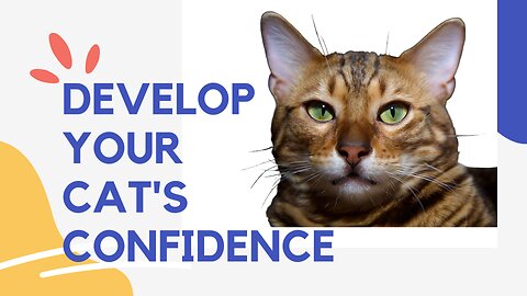 Develop your cat's confidence