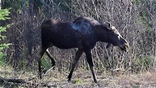 Gigantic moose walks past shocked hikers on woodland trail