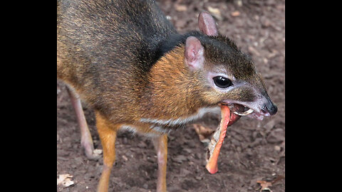 Kancil .Also known as the deer mouse