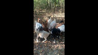 Feeding baby goats | DDRanch | FarmLiving