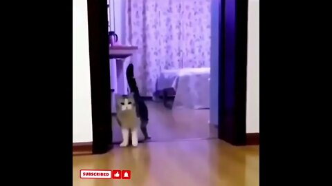 cute cat videos 😹 funny videos 😂1791