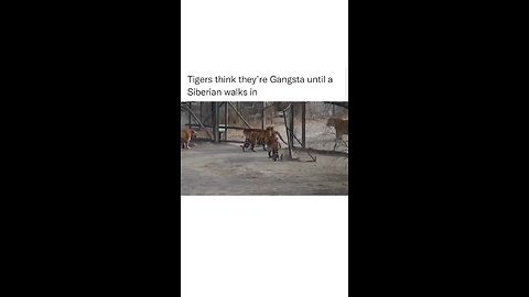 Tiger think they are great