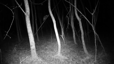 Who who, a Owl on my trail cam