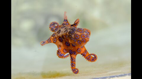 How to Survive the Blue Ringed Octopus Bite