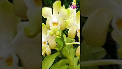 🥹 Once Upon a Time 😪 In Memoriam 😭 Vanda Orchids that I lost 😢 #ninjaorchids #shorts