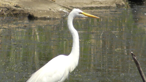 Great Egret (白鷺)