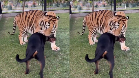 Tiger and dog are friends_ best fiend