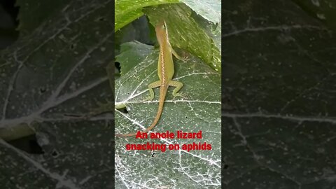 An Anole Lizard snacking on Aphids in my garden