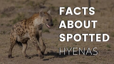 Spotted Hyenas: Africa's Most Successful Hunters