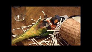 Funny and Cute Parrot Videos Compilation cute moment of the animals - Funny Bird