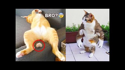 unniest Dogs And Cats Best Of The 2021 Funny Animal Videos 3