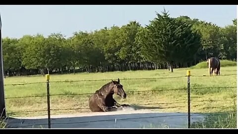 Gave The Horses A Bath & Old Man Mr. T Rolls On New Limestone Foundation