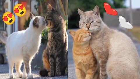Kissing Couple Cat😍 cute cat loves 🥰💝