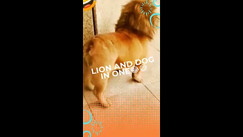 Lion and dog in one😅😆 #funny videos