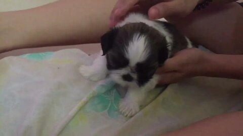 Baby Shih tzu Coughing | Cute Puppy Coughing