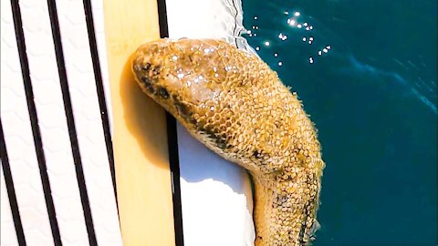 🔴 Venomous Sea Snake attacks my Paddle Board