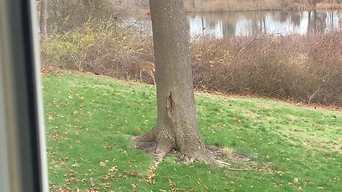 Deer in back yard 3 of 3