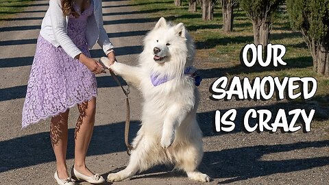 Five years of carrying this pup in fun places! Where should I carry him next? #dog #samoyed