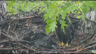 Hays Eaglet watches as Baltimore Oriole visits nest 2021 05 05 11:56AM