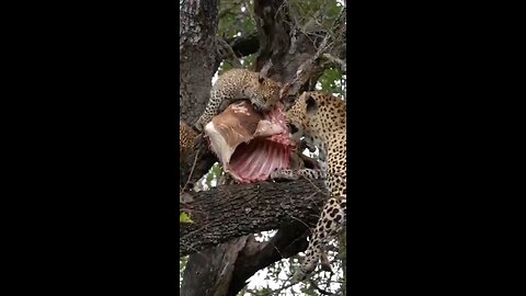 Leopard Cubs Fight Over Food