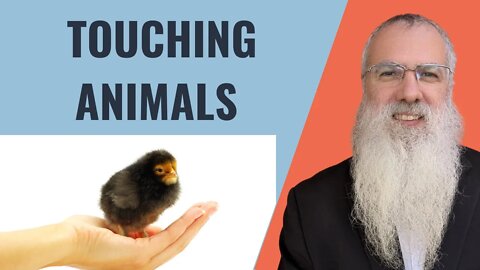 Mishna Shabbat Chapter 18 Mishnah 2 Touching animals