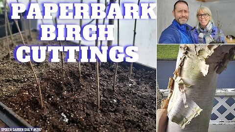 ✂ Taking Paperbark Birch Cuttings - SGD 287 ✂